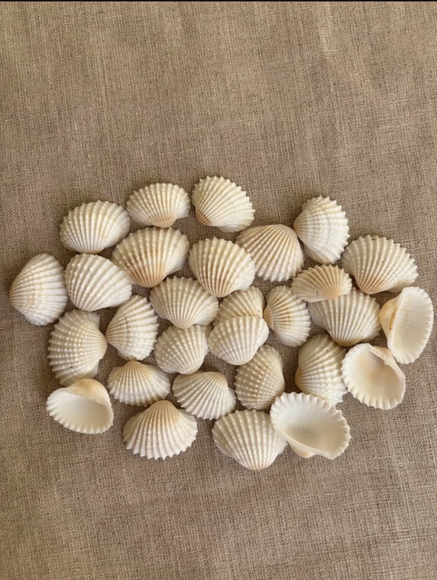 Natural Coquille White Shell