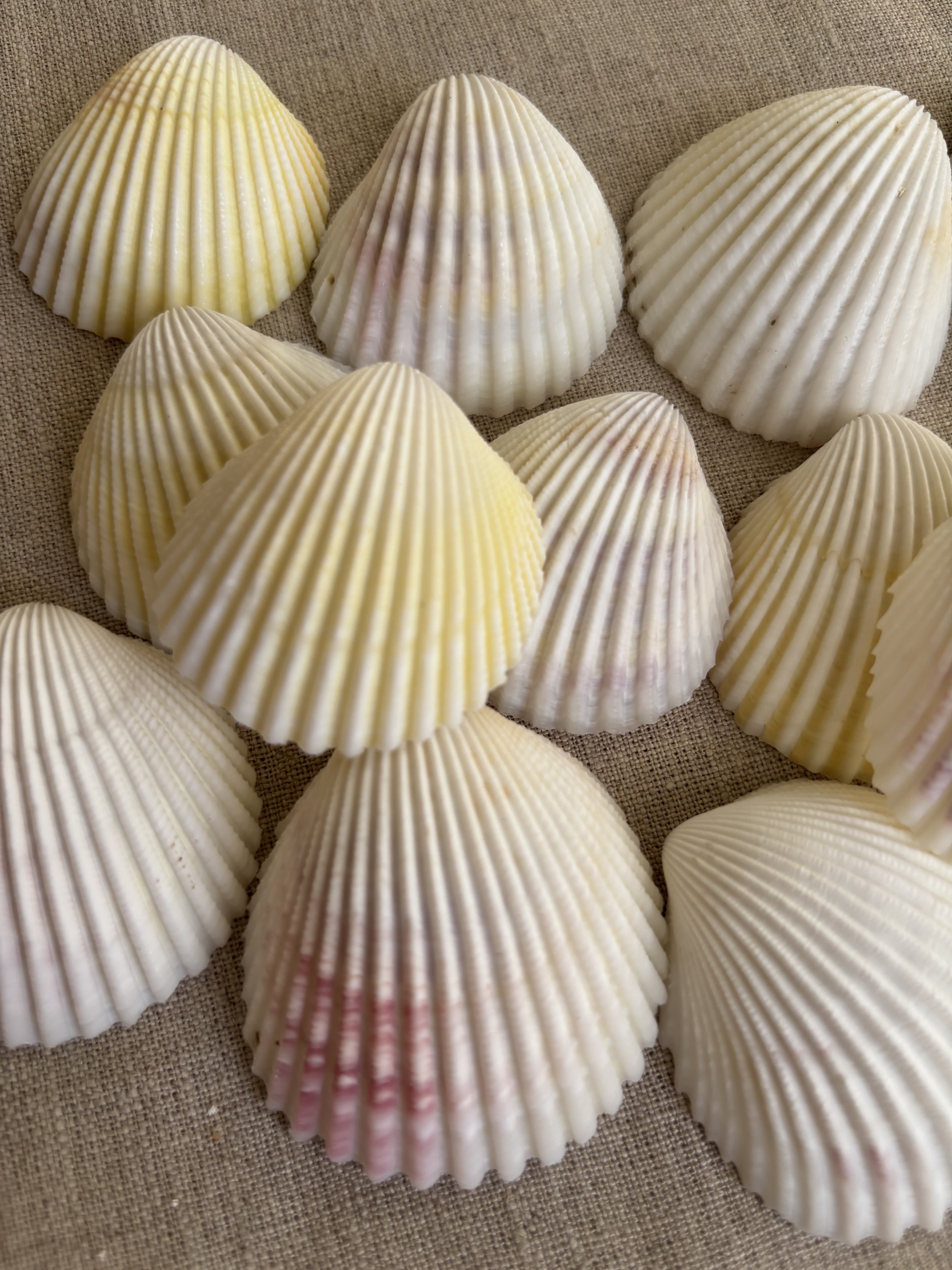 cockle shells