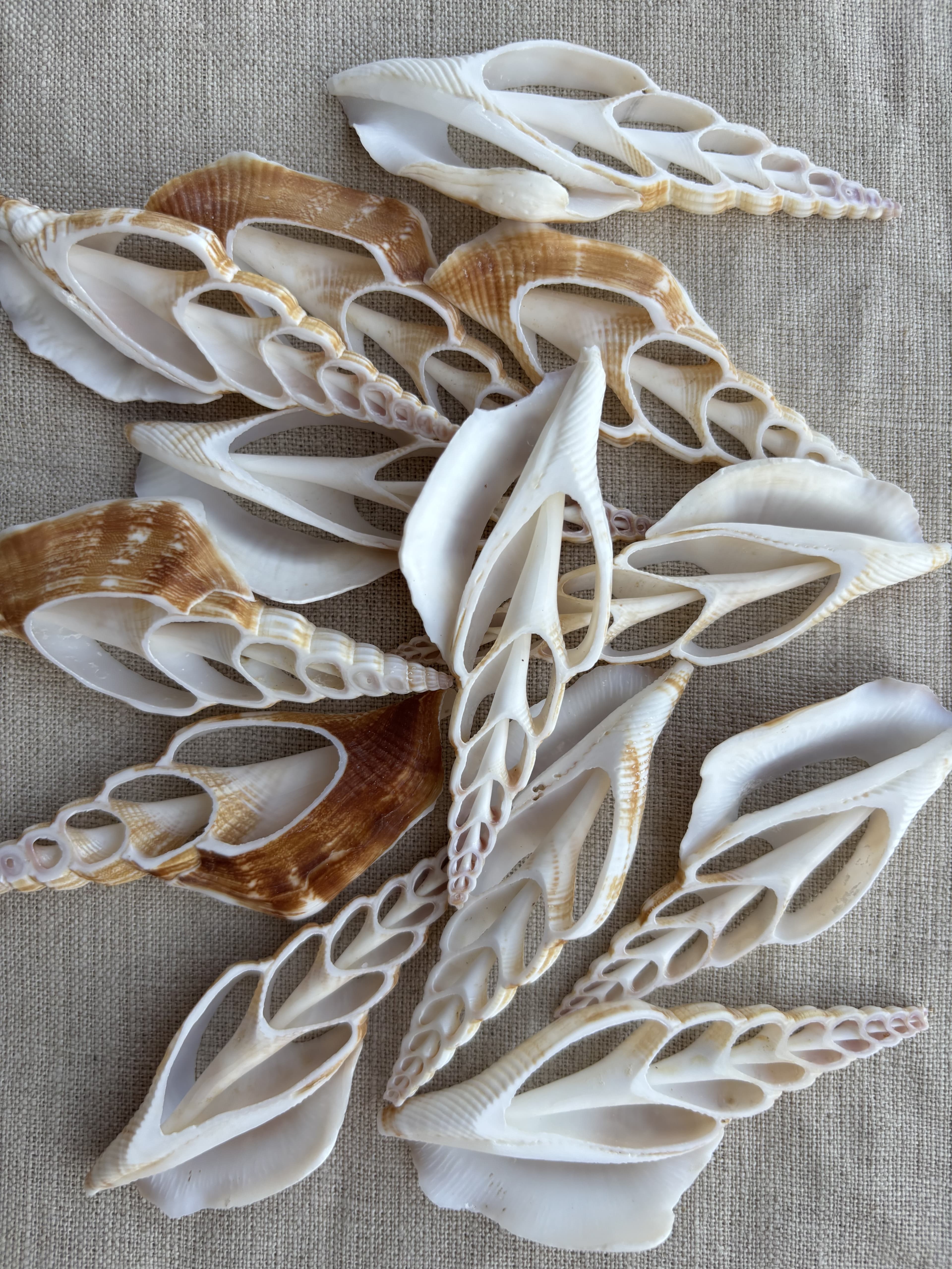 Natural Cut Seashell Pendants, Spiral Architecture, Coastal Jewelry Supplies